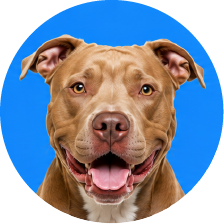 Perro en plan CONTROL